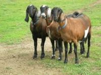 anglo nubian goats for sale