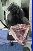 TUNA 