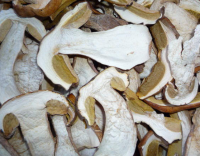 boletus edulis