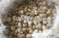 Raw Cashew Nuts