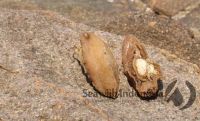 Abalone