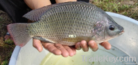 FROZEN TILAPIA