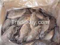 tilapia whole round frozen