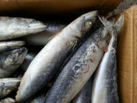 Frozen Pacific Mackerel