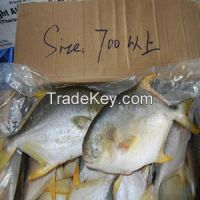 Frozen Golden Pomfret