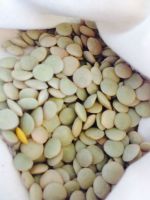 https://cn.tradekey.com/product_view/Canadian-Excellent-Quality-Lentils-6561665.html