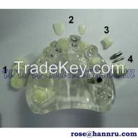 Dental model DIM-41 Artificial Teeth Model - Hann Ru