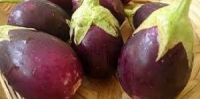 BRINJAL/RAVAYA/EGG PLANT 