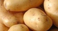 POTATO 