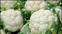  CAULIFLOWER