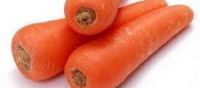 CARROT