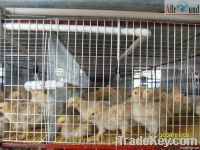 Baby chick cage & pullet cages for sell