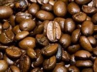 Robusta coffee Beans for sale