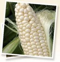 White corn for sale