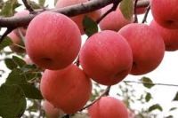 Fresh Fuji Apples for sale