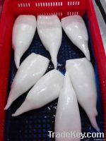 FROZEN SQUID TUBE IQF