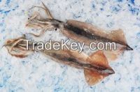 FROZEN WHOLE SQUID (Todardes Pacificuse or ILLEX)