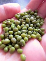 Green Mung Beans