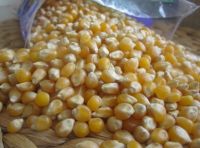 White and Yellow Maize Corn