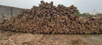 Teak round logs From India