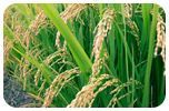 Export Quailty Basmati