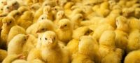 Poultry 