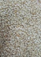 Sesame Seeds (ethiopian Origin)