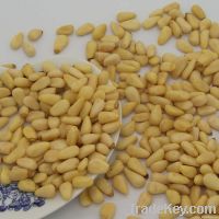 PINE NUT SEED