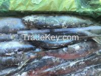 Frozen Sardine, Pacific Mackerel, Horse Mackerel