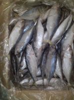 Indian Mackerel
