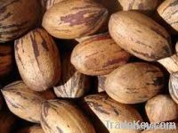 Pecan Nut