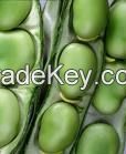 Broad Beans