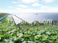 Solar Plants In The Mud Flat