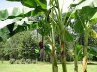 Agricultural gypsum
