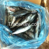 Whole Round Frozen Frigate Tuna Auxis