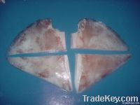 Giant squid wing