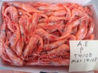 Canadian Coldwater Shrimp 