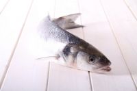Sea Bass - Dicentrarchus Labrax