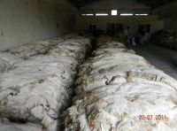 Wet Salted Sheep Skin / Dry Salted Sheep Skin