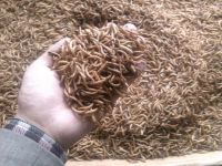 yellow mealworm, grub (dried)