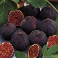 fresh figs, fig,