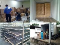 Coconut shell Charcoal briquettes