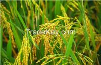 Ceramide , plant extract