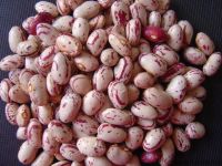 2017new Crop Light Speckled Kidney Beans