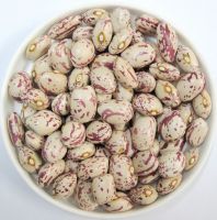 2017new Crop Light Speckled Kidney Beans