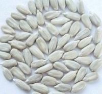 Supply All Kinds Of White Sunflowers Seed Kernels No Shell New Crop