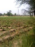 Raw Cotton