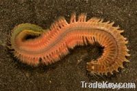 clam worm