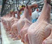 Refrigerator poultry, slaughter 700, 000 chickens per day Huge in Brazil