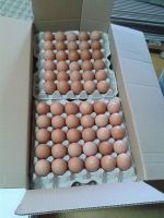Fresh Brown Eggs